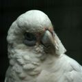 Zoo de Beauval - Catégorie Oiseaux 