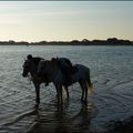 En Camargue