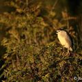 Bihoreau gris - nycticorax nycticorax