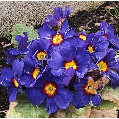 SUITE ET FIN DE MA JOURNEE A LA CAMPAGNE