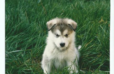 CHIOTS MALAMUTES D'ALASKA