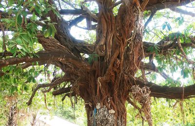 Arbre à palabre