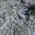 D'eau et de vent: la terre de Camargue