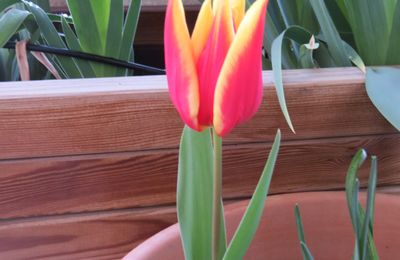 Terrasse fleurie