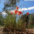 La photo du Samedi :Gentils coquelicots de mes collines (130)