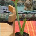 Coup dur pour l'Amaryllis.......et pour moi...