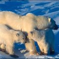 les ours polaire