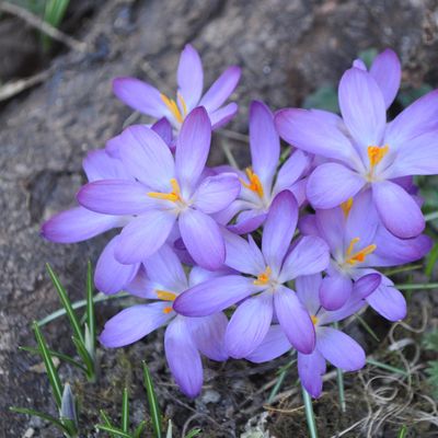 Premiere semaine mars 2019