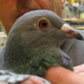 Expo des plus beaux pigeons de la botte de hainaut