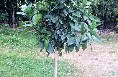 L'oranger, arbre de l'énergie