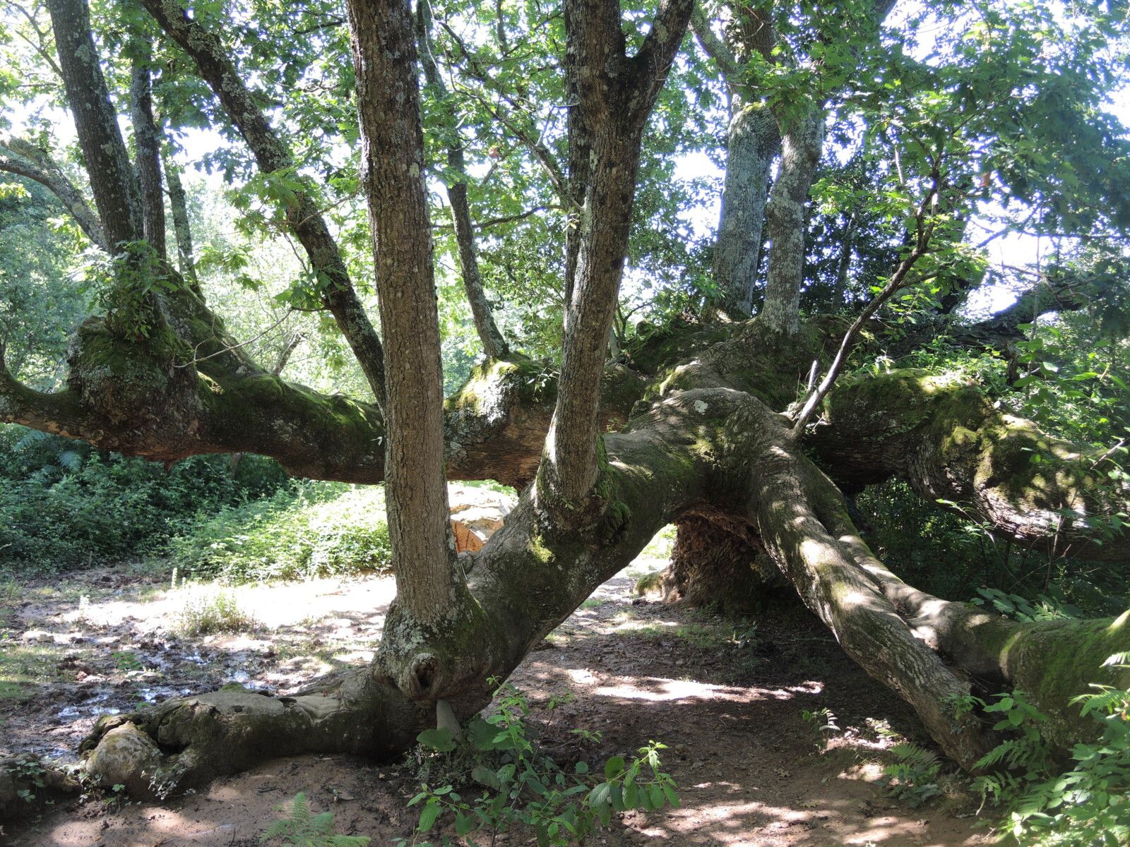 Urdax, chêne millénaire, branches. (Espagne)