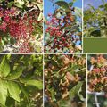 Pistachier térébinthe (Anacardiacées)