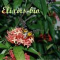 Elixirs-bio.com, le site