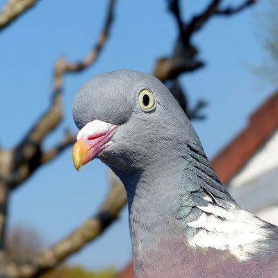 Coco, J'ai deux amours. Nous et les autres