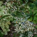 Un aster à grandes feuilles et petites fleurs étoilées...