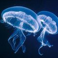 Méduse, méduséen médusera