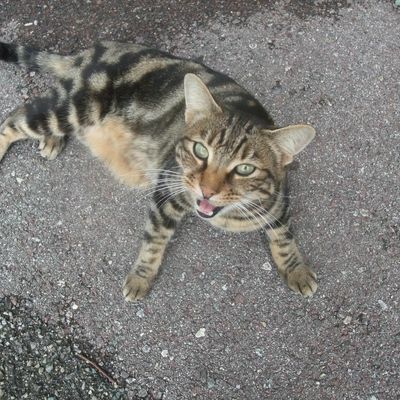 Un chat de rencontre