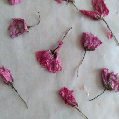 Fleurs de cerisier salées 