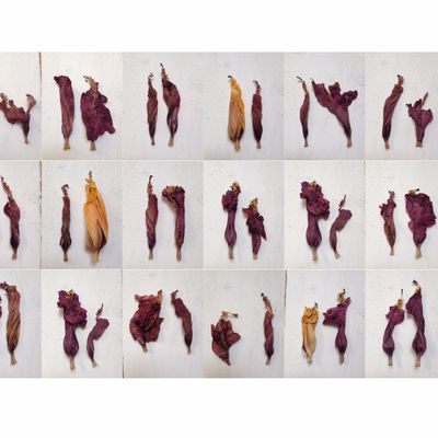 Conversations florales