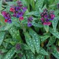 Pulmonaria longifolia