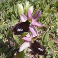 Ophrys d'Aurelien 