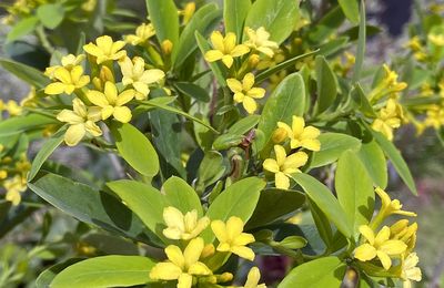 Le rare Daphné Royal Crown à la floraison printanière