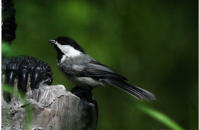 Sourire de mésange américaine 