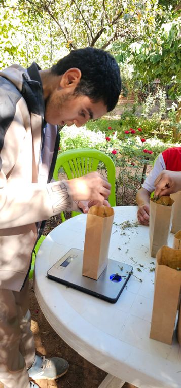 Opération conditionnement des sachets des plantes aromatiques ce mardi matin O.T.