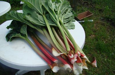 Confiture de rhubarbe