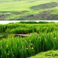 La beauté est un jardin sauvage... A. Rice