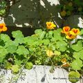 Prenez mes plantes, j'en sèmerai d'autres!