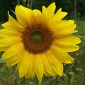 tournesol