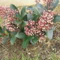 Skimmia Japonica : un arbuste original