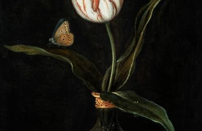 Mauritshuis acquires new tulip for its collection