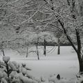 Neige de décembre, les arbres