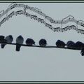 Chorale de pigeons.....;)