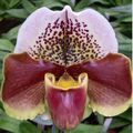 Orchidées : Winston Churchill 'Indomitable'