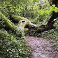 UN arbre