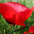 Rouge coquelicot ...