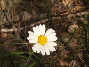 Message du Printemps