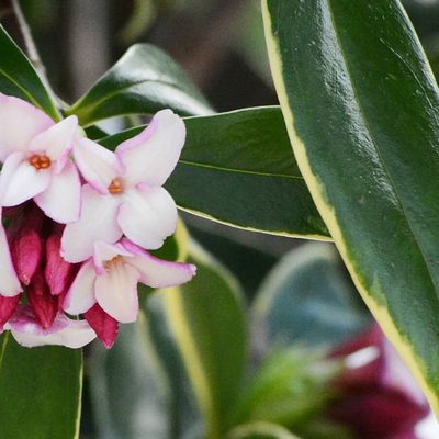 Ces plantes et fleurs qui bravent les hivers pour notre plaisir