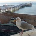 BRIGHTON (UK) DE NUIT ET DE JOUR - DEUXIEME PARTIE