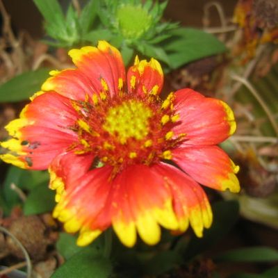 Floraisons du moment