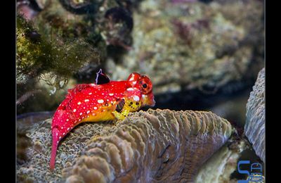 Conseils d'acclimatation des petits poissons délicats