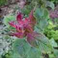 C'est l'arrivée des monardes....