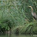 Héron pourpré - ardea purpurea