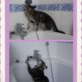 Un chat qui aime l'eau ....