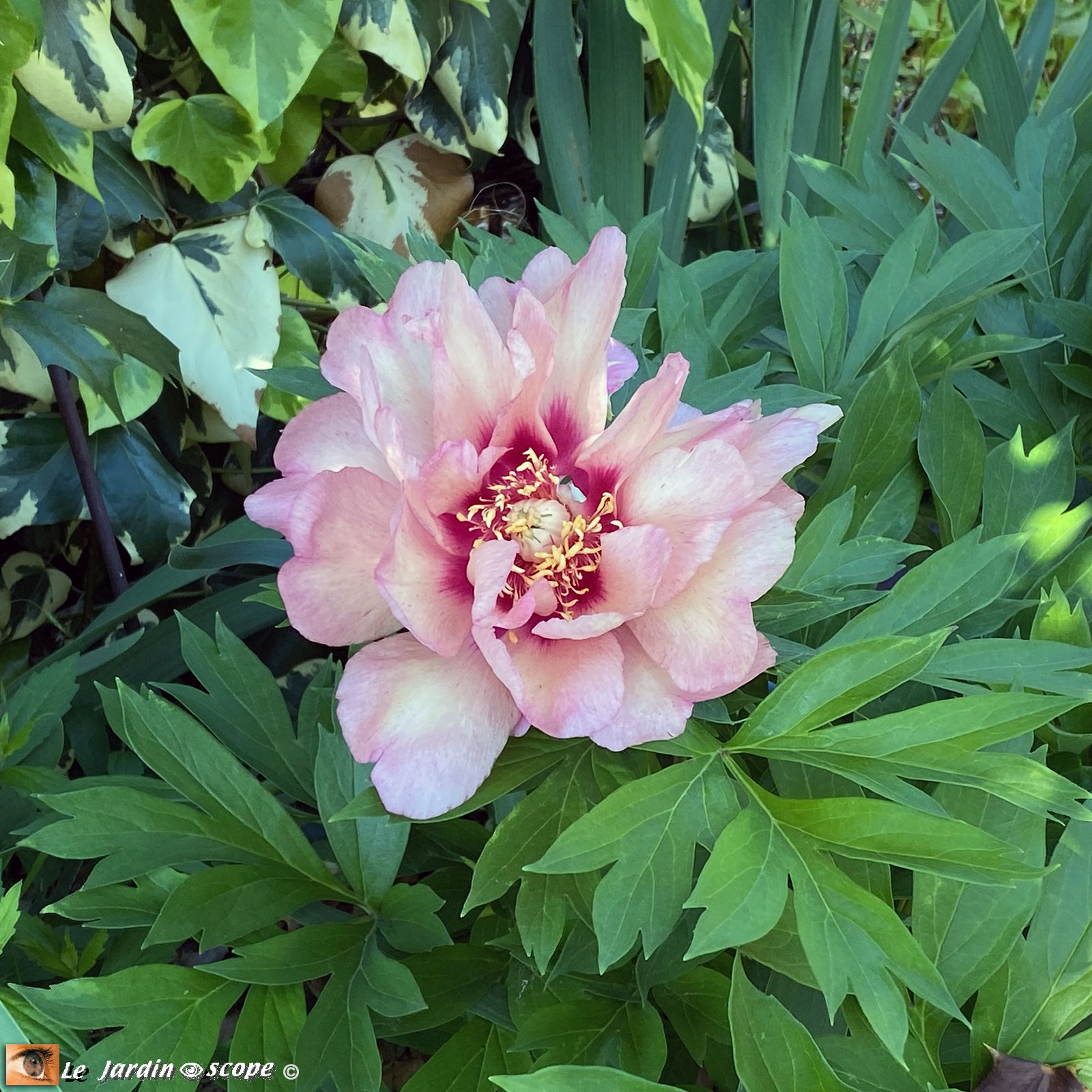 Pivoine - Paeonia Itoh Hillary