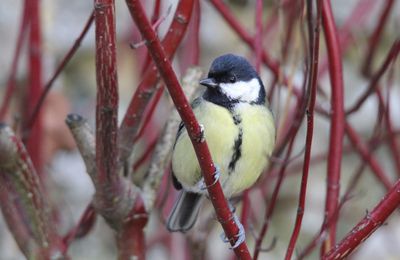 les oiseaux de mon jardin