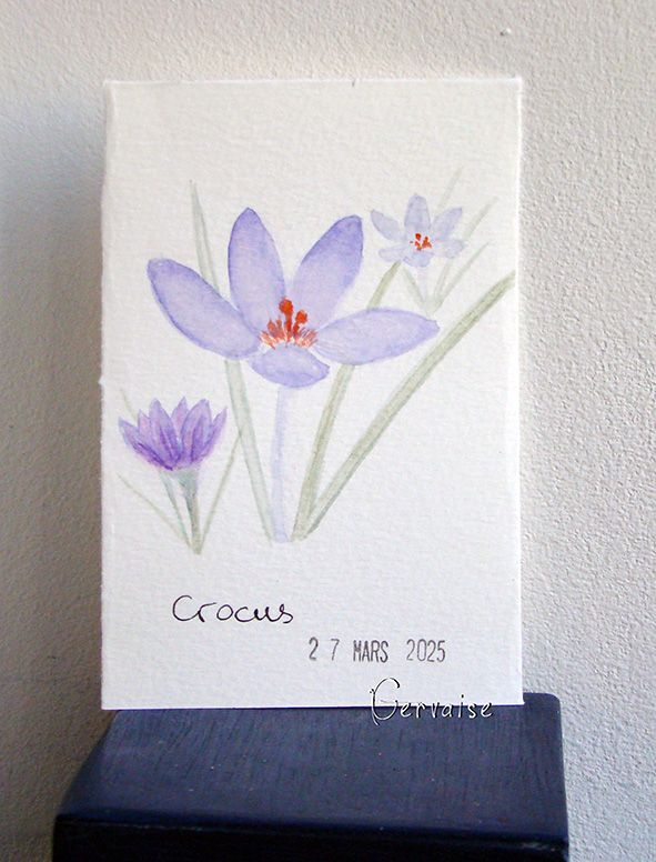 8 Crocus